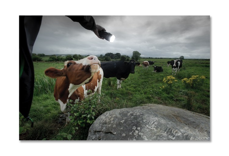 Cattle breath on your fingers means move quick or get licked...